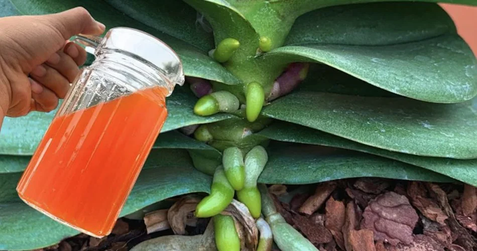 092302SDKL 950x500 1.jpg