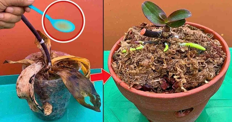 209093KL 950x500 1.jpg