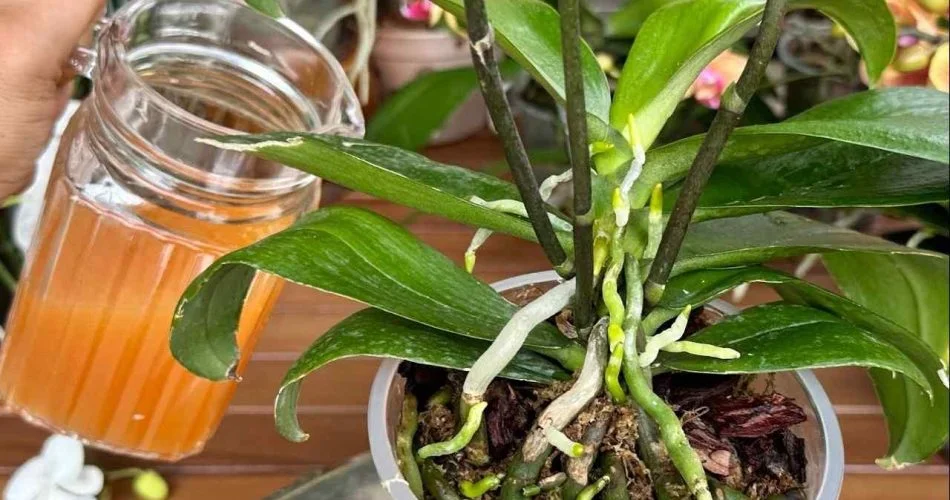 2355445H 950x500 1.jpg