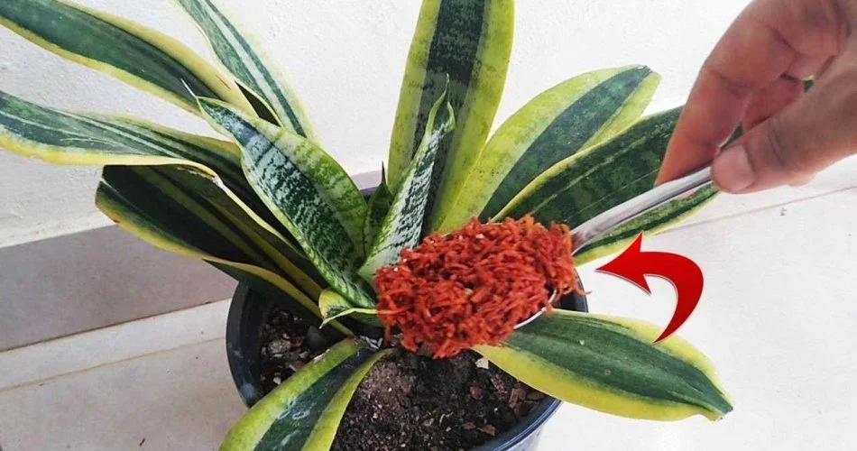 345656J 950x500 2.jpg