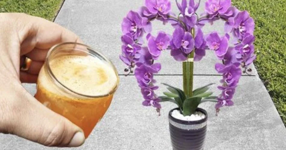 454567JH 950x500 1.jpg