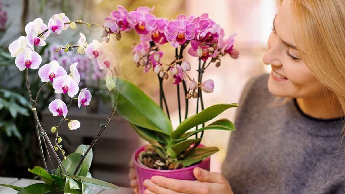 5 idees des fleuristes pour faire refleurir vos orchidees rapidement