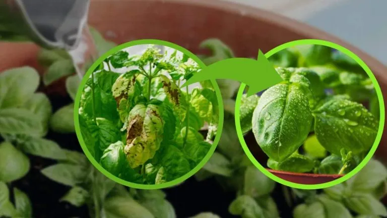 Annaffiare il basilico 768x432 1