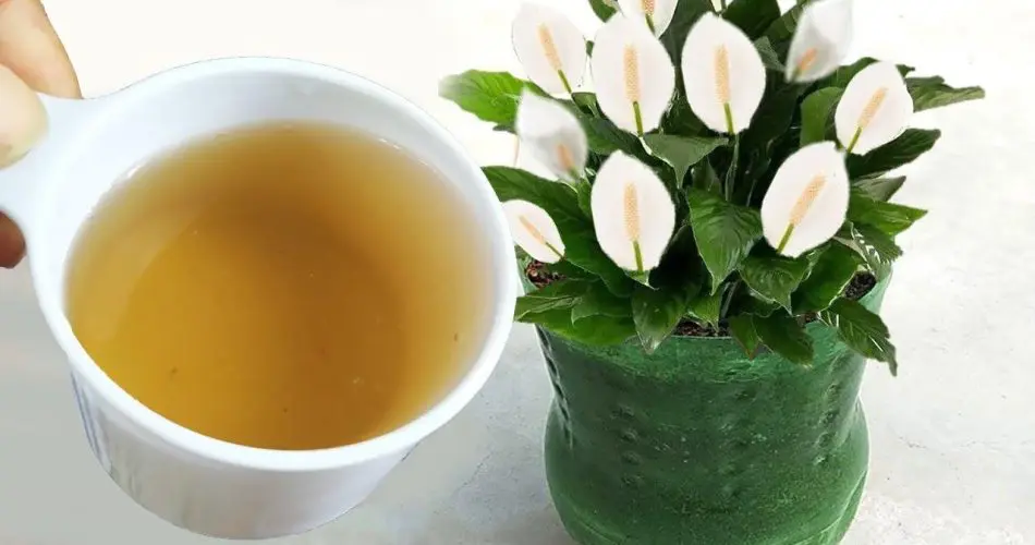 Concime naturale 950x500 1.jpg