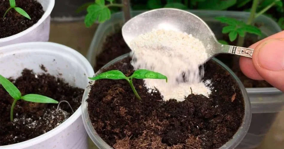 Versalo nelle piante 950x500 4.jpg