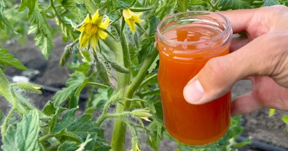 XvBeCLUpFUYhd 1 950x500 1.jpg