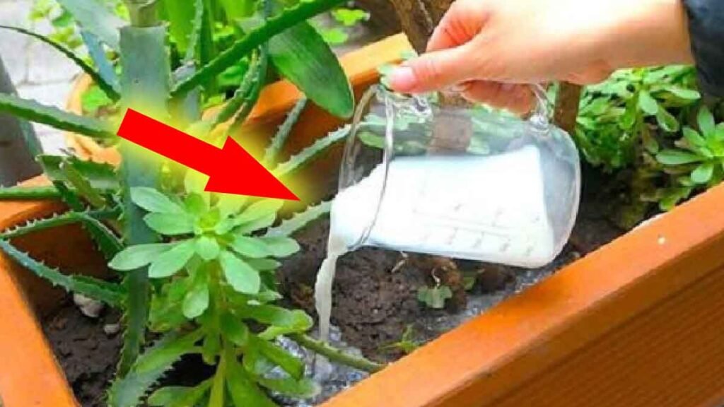 boules de coton dans les plantes voici le meilleur conseil dun pepinieriste expert