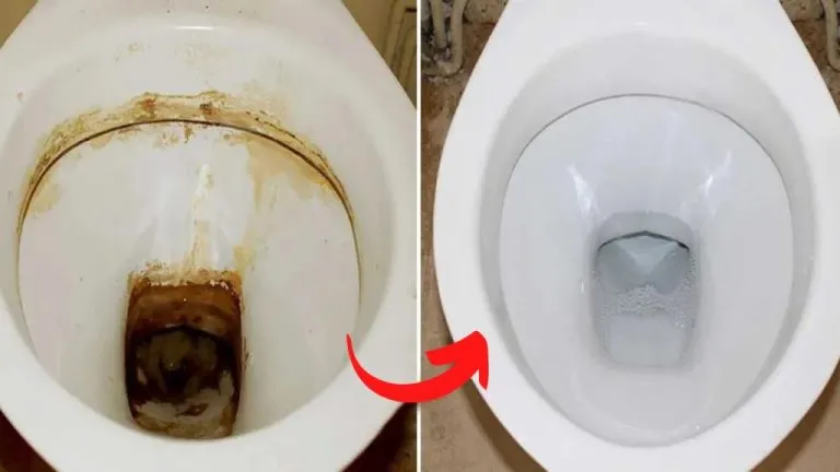 calcare wc 1024x576 1 768x432 1