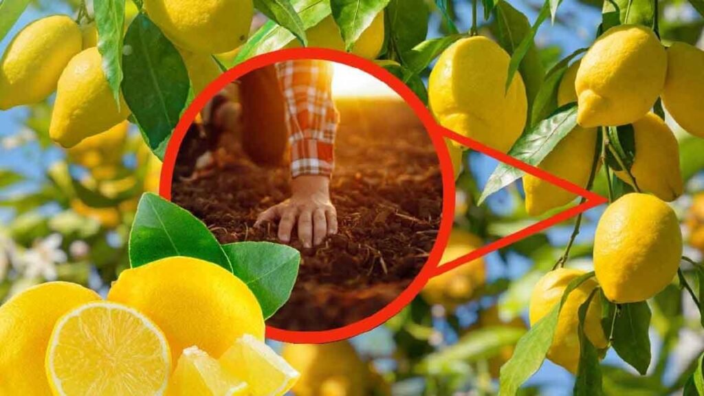 citrons comment les fertiliser pour recolter des fruits abondants et luxuriants