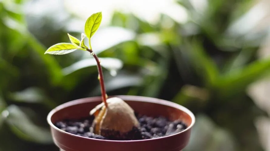 faire pousser lavocat en pot a partir dun noyau voici les points essentiels a respecter.jpg