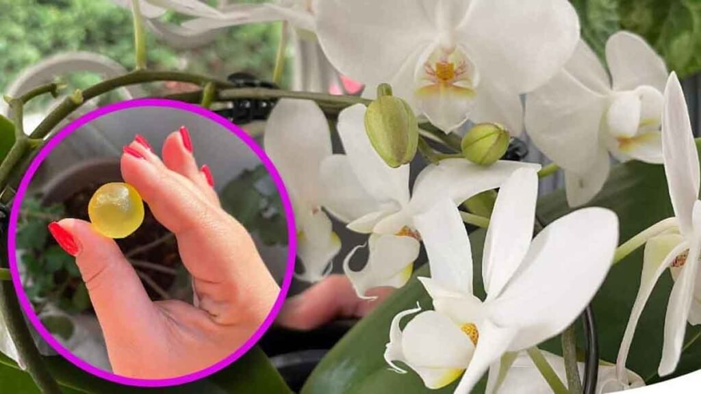 faites dissoudre une de ces boules dans leau pour eloigner les parasites de lorchidee