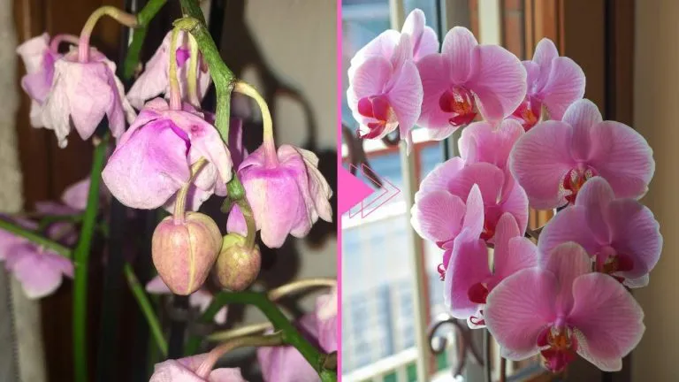 orchidea appassita 768x432 2