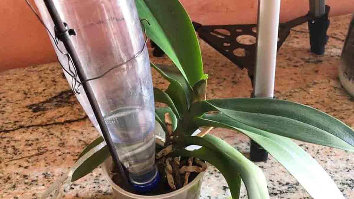 prenez soin de votre orchidee meme si vous etes en vacances en suivant ces conseils simples