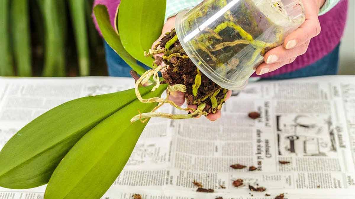 sauver une orchidee voici les etapes a privilegier