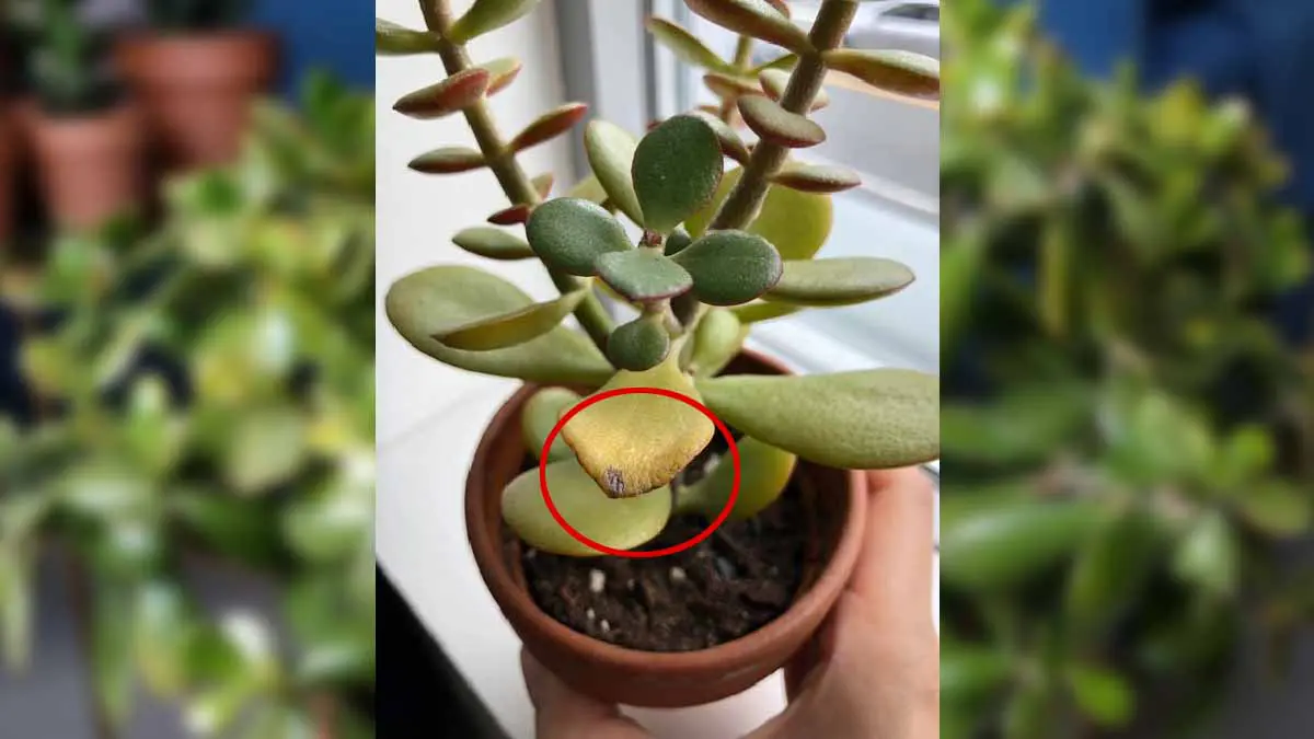 si votre arbre de jade a des feuilles brulees par le soleil dete vous pouvez la sauver de cette facon 1.jpg