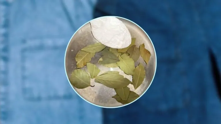 vestiti sbiaditi alloro 1024x576 1 768x432 1